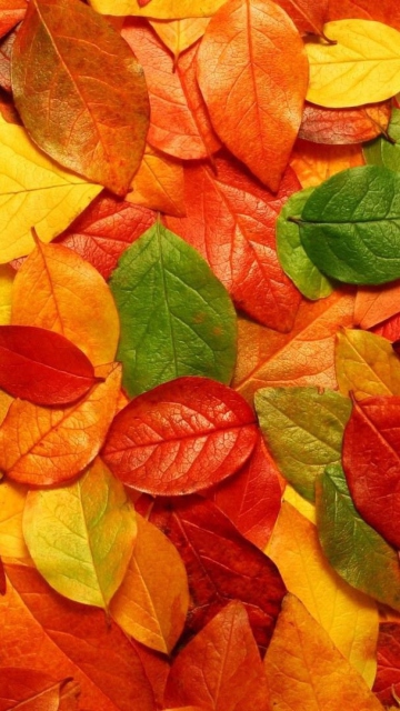 Обои Autumn Leaves Rug 360x640