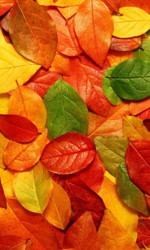 Das Autumn Leaves Rug Wallpaper 480x800