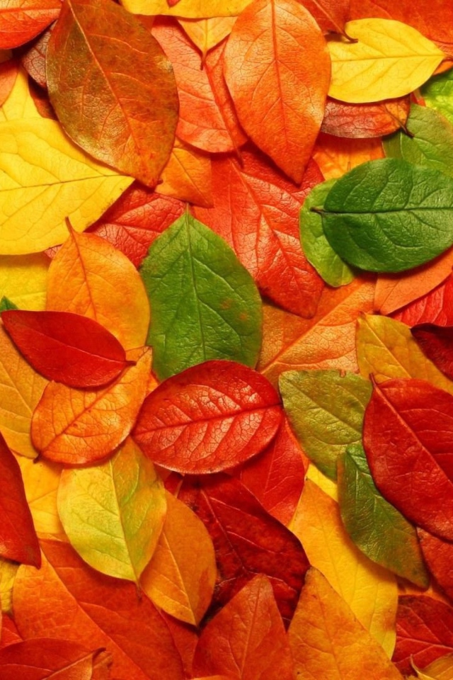 Screenshot №1 pro téma Autumn Leaves Rug 640x960