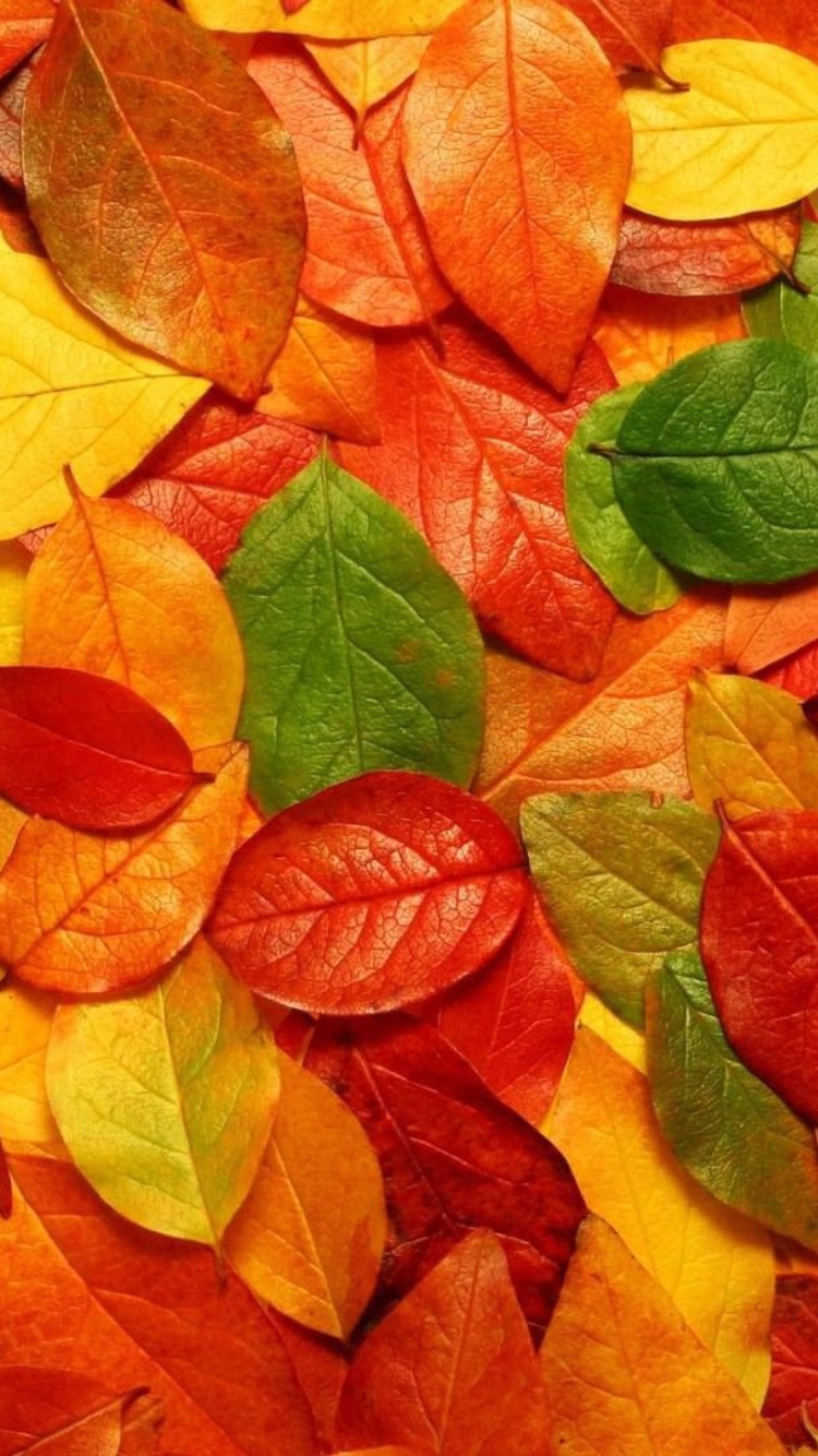 Sfondi Autumn Leaves Rug 750x1334