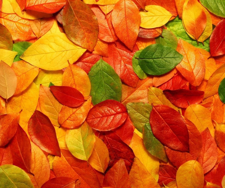 Das Autumn Leaves Rug Wallpaper 960x800