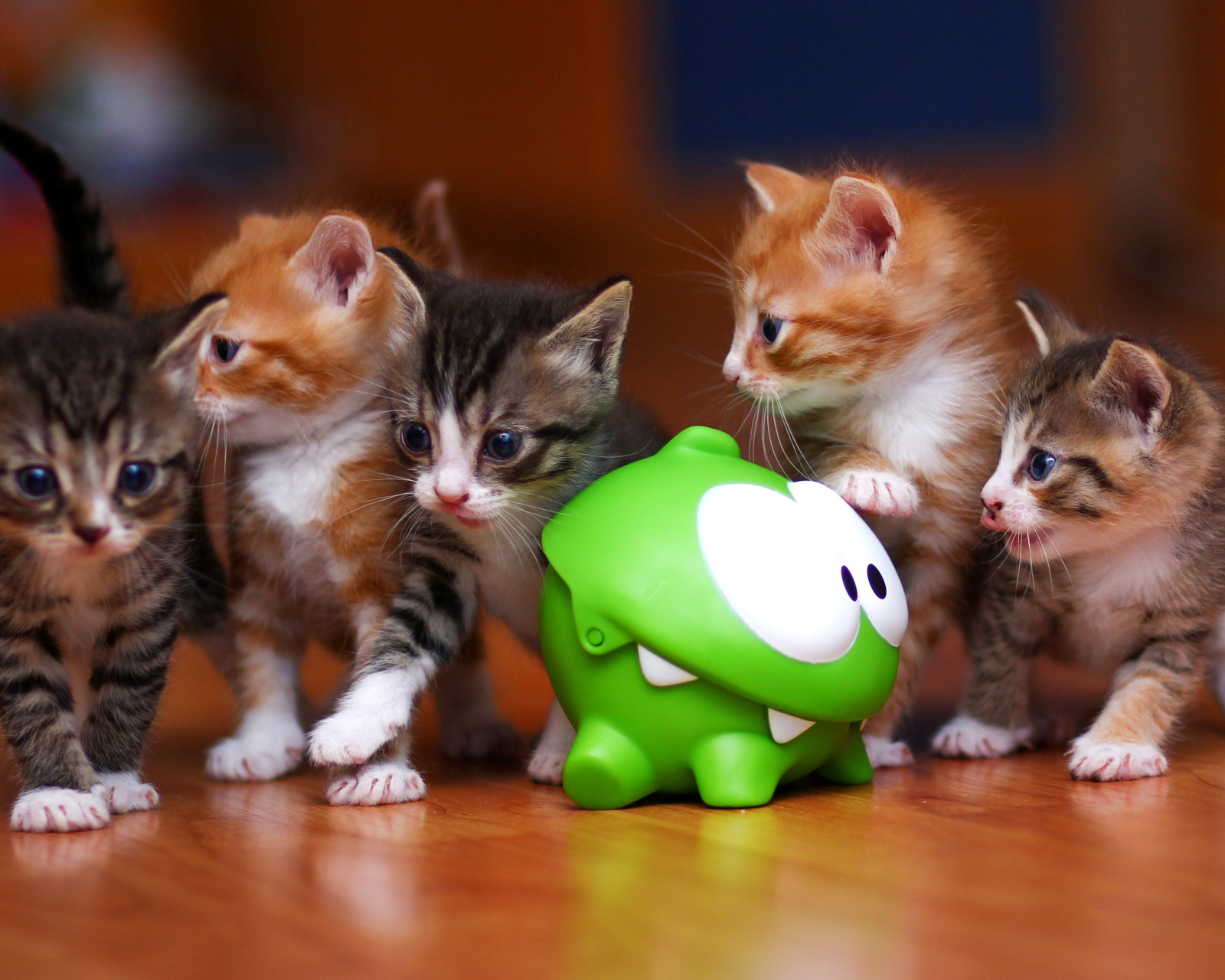 Обои Interactive Kittens Toy 1600x1280