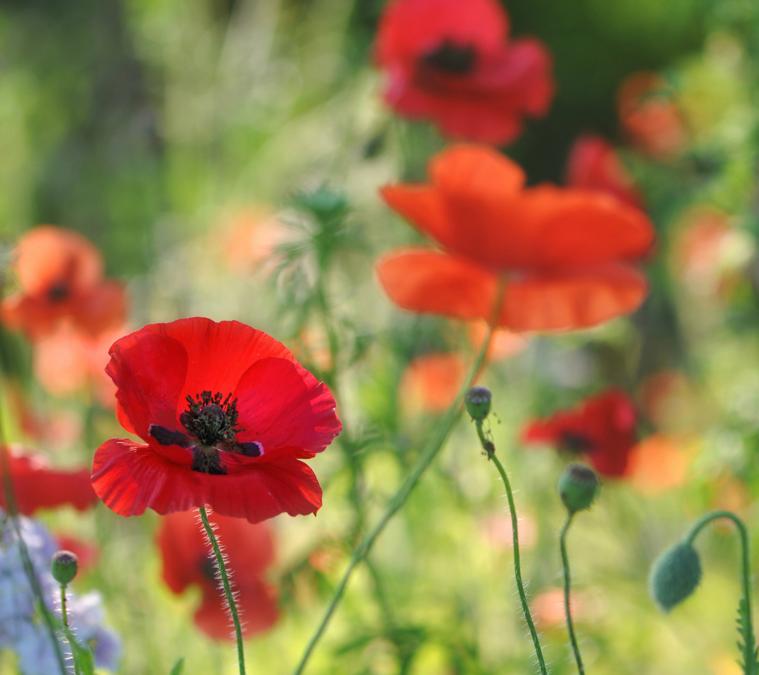 Обои Poppies 1080x960