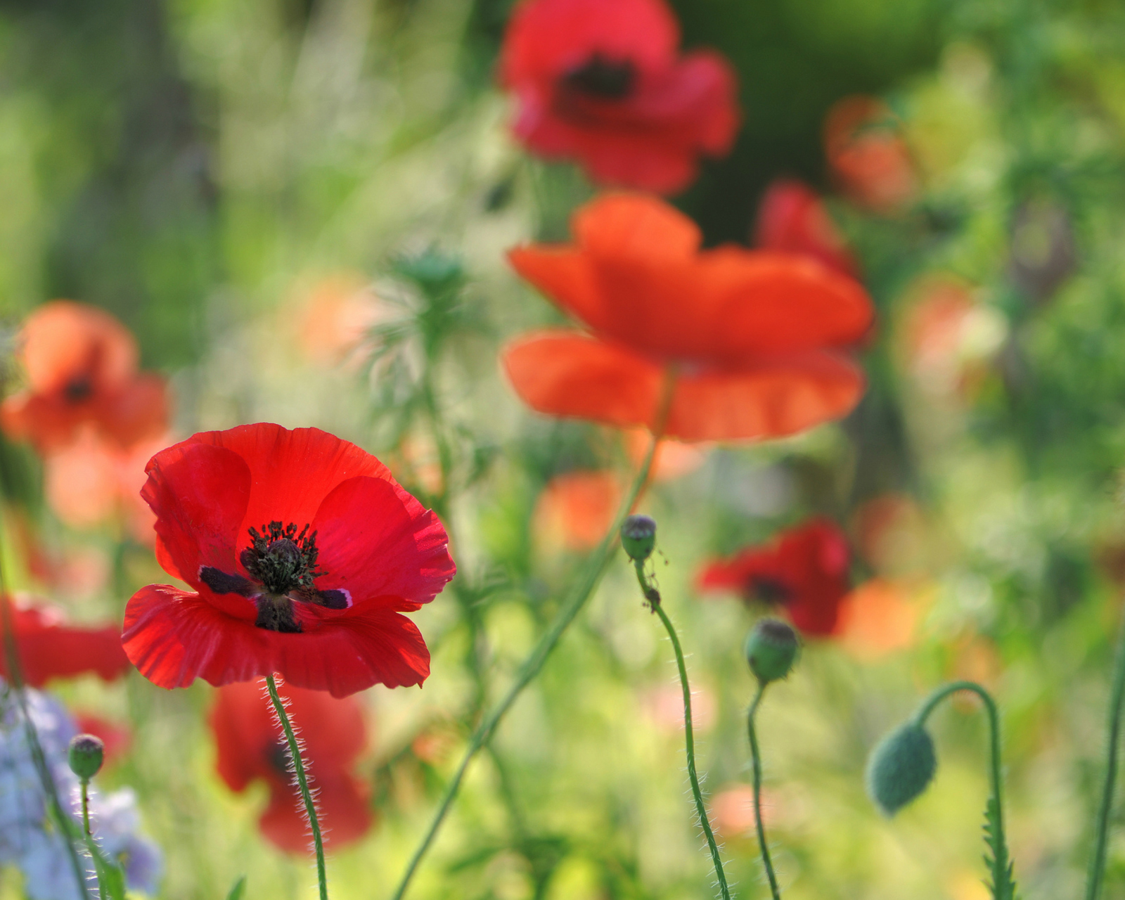 Poppies wallpaper 1600x1280