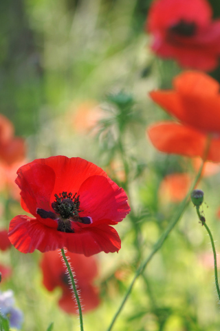 Poppies wallpaper 320x480