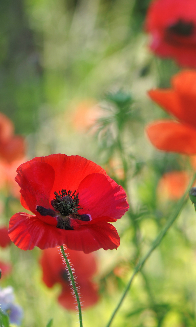 Fondo de pantalla Poppies 768x1280