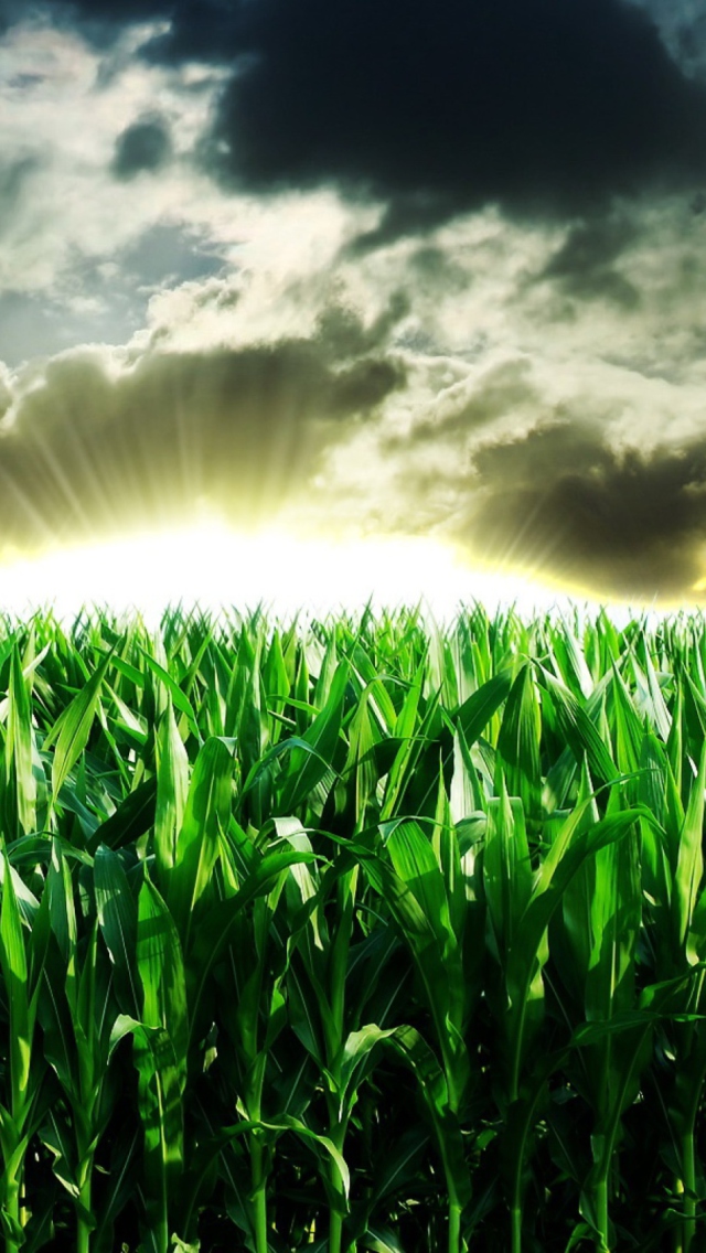 Das Green Corn Wallpaper 640x1136