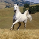 White Horse wallpaper 128x128