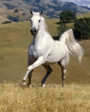 Sfondi White Horse 128x160
