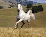 Das White Horse Wallpaper 176x144