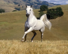 Fondo de pantalla White Horse 220x176