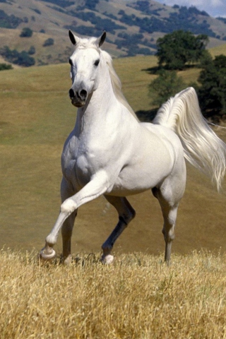 Das White Horse Wallpaper 320x480