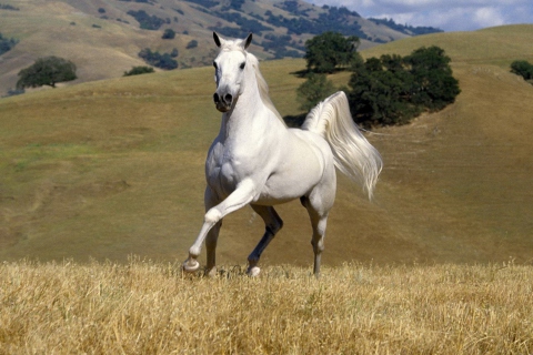 Das White Horse Wallpaper 480x320