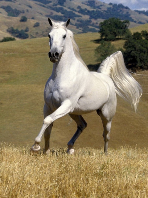 Fondo de pantalla White Horse 480x640