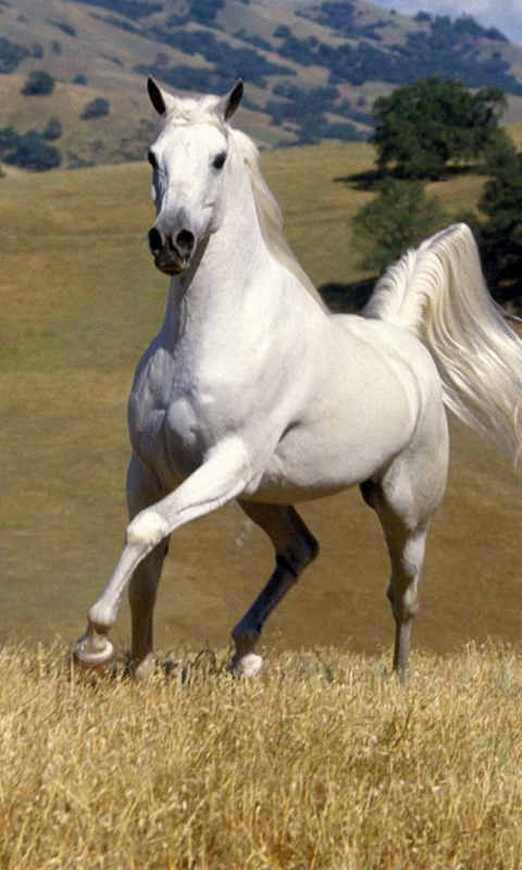 White Horse wallpaper 480x800