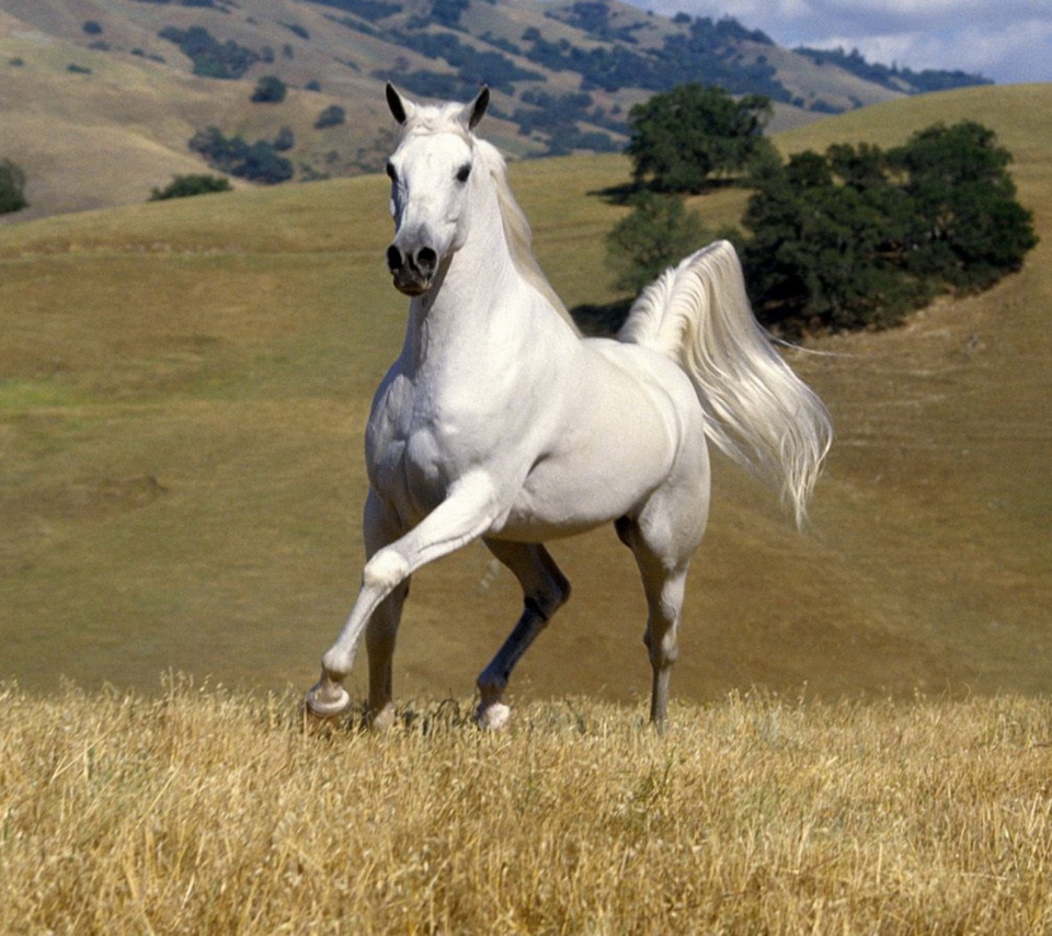 White Horse wallpaper 960x854