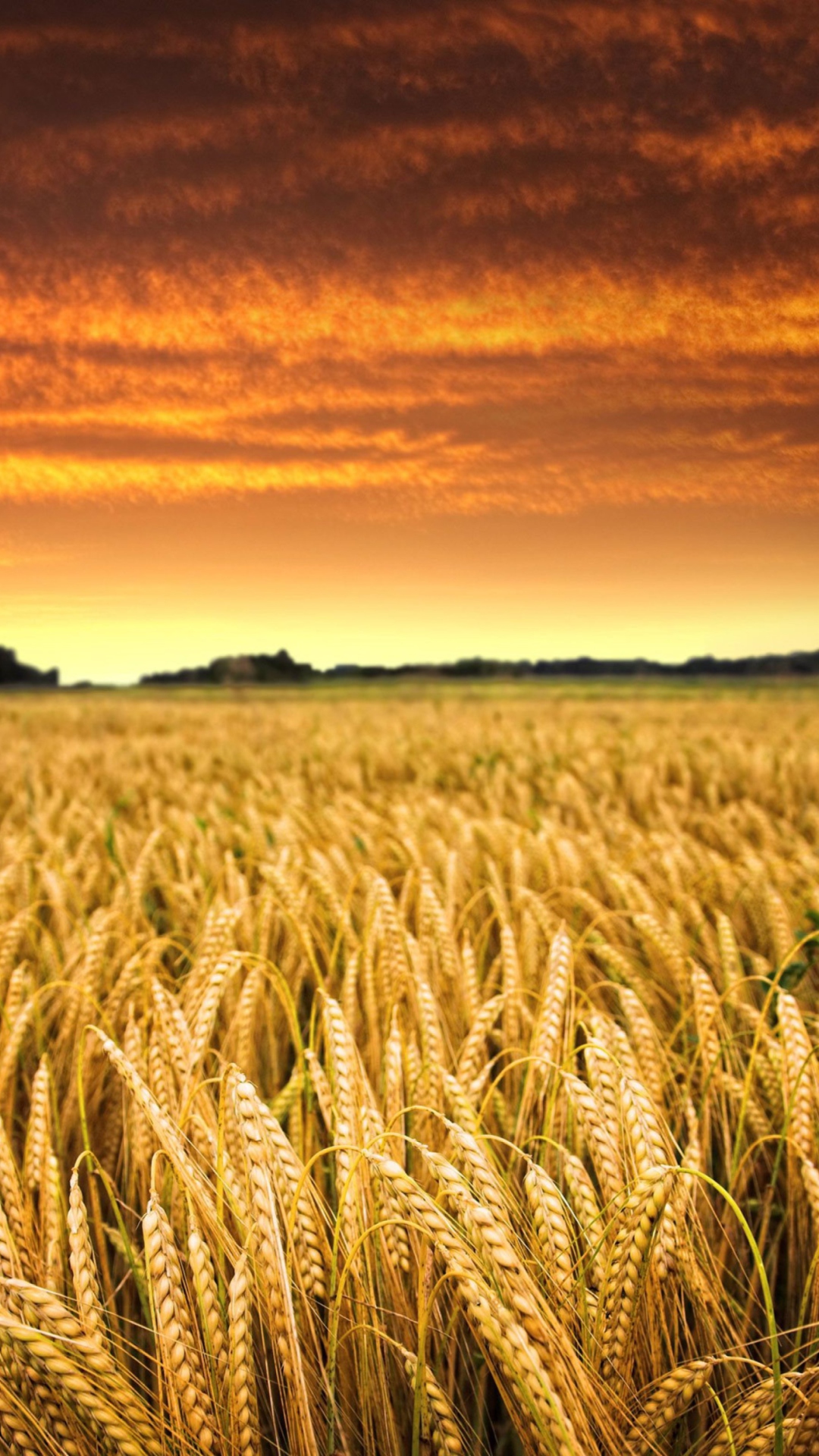 Wheat Field wallpaper 1080x1920