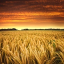 Sfondi Wheat Field 128x128