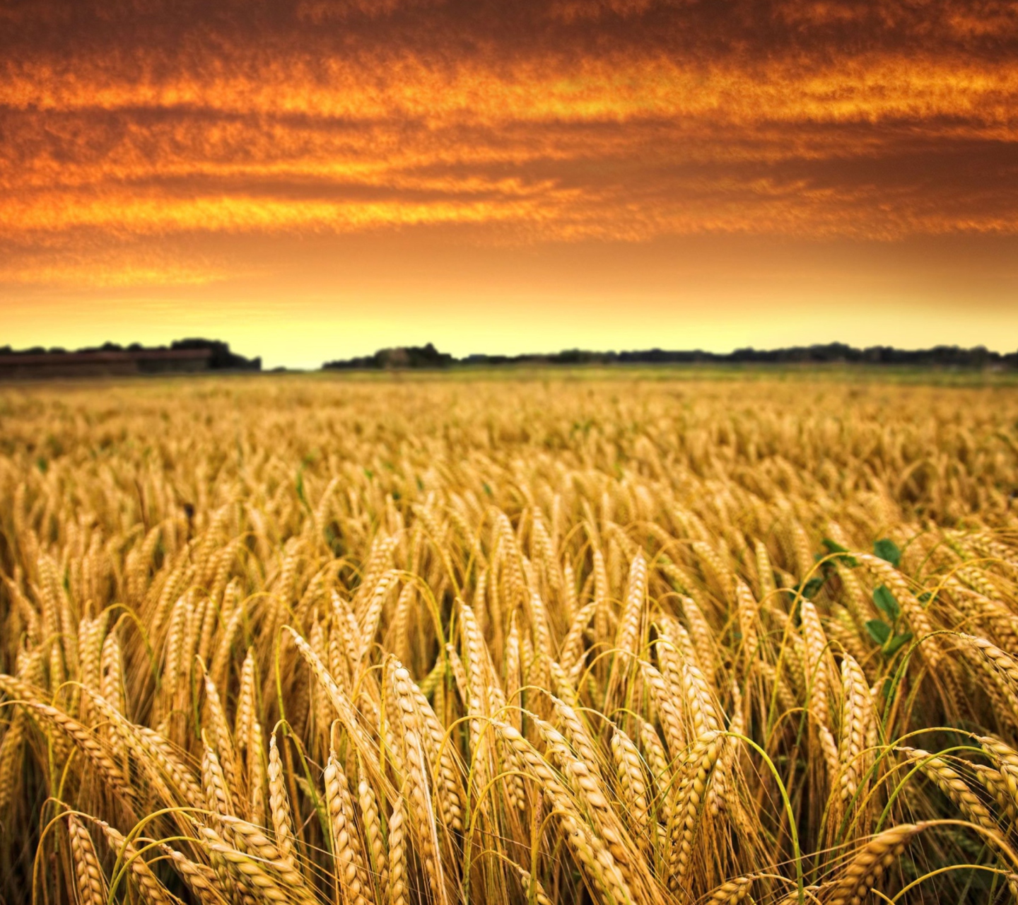 Sfondi Wheat Field 1440x1280