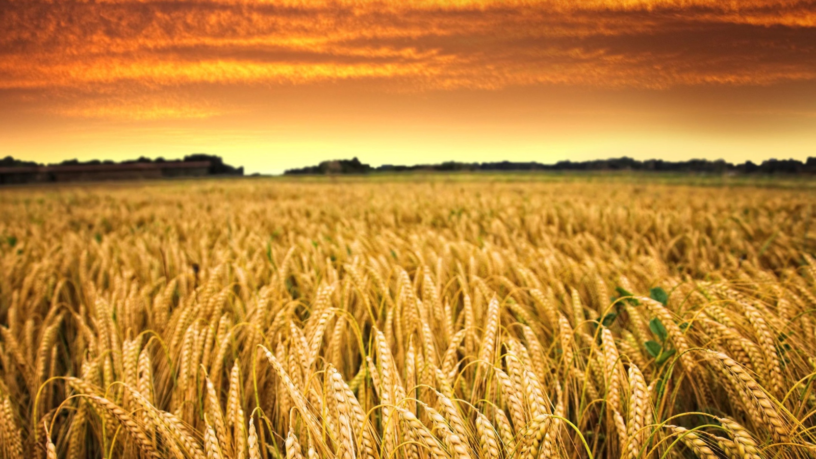 Sfondi Wheat Field 1600x900