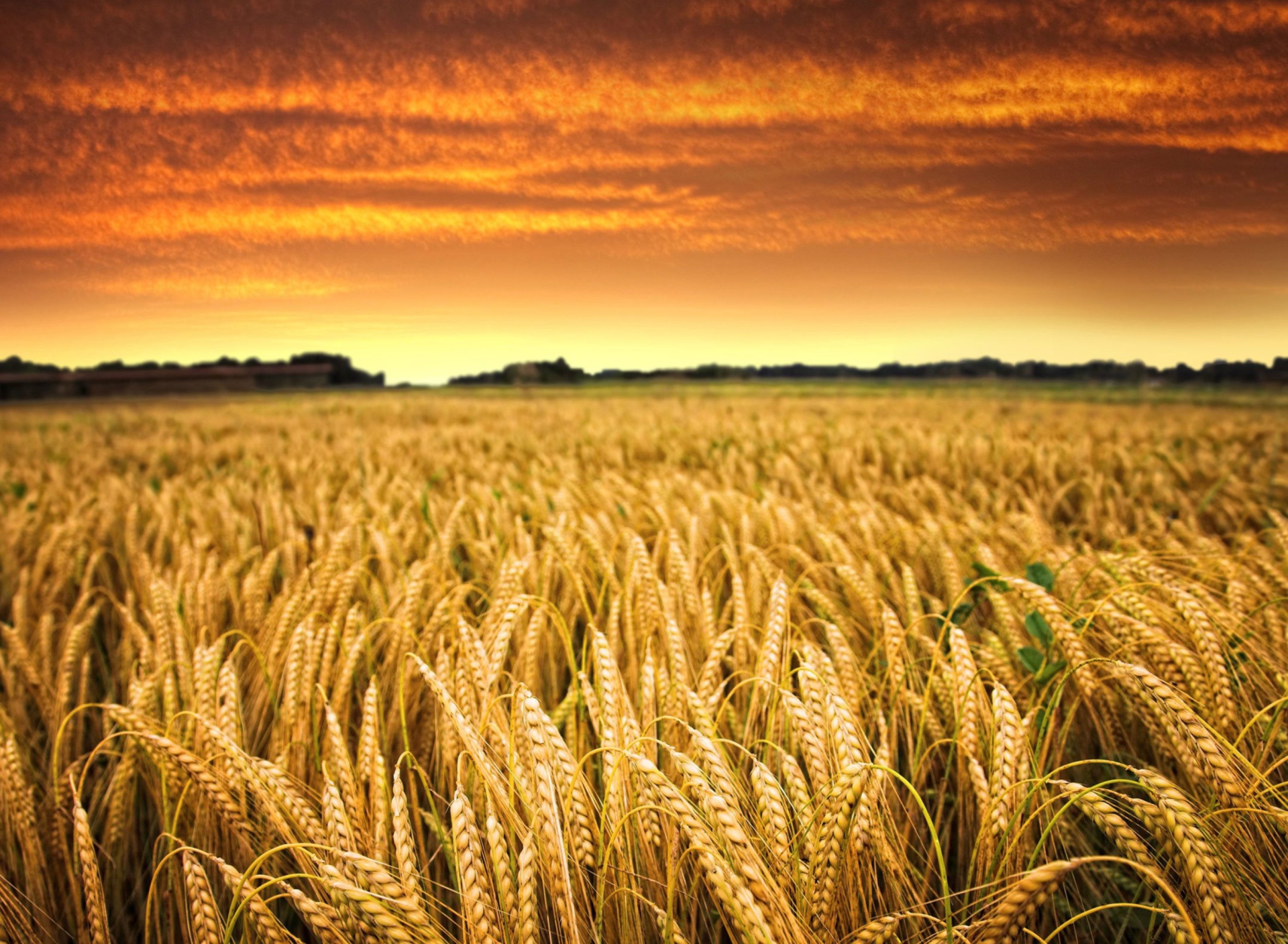 Das Wheat Field Wallpaper 1920x1408