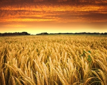 Обои Wheat Field 220x176