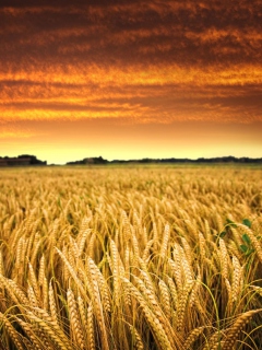 Fondo de pantalla Wheat Field 240x320