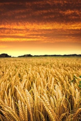 Das Wheat Field Wallpaper 320x480