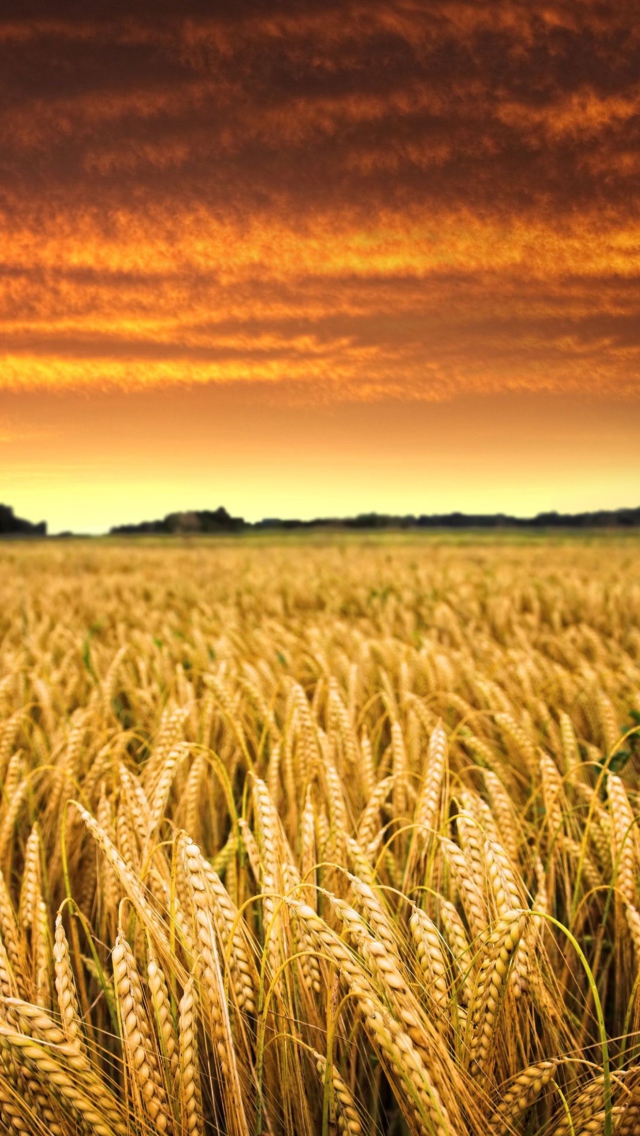Wheat Field wallpaper 640x1136