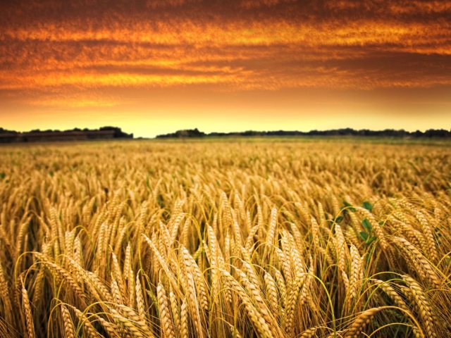 Das Wheat Field Wallpaper 640x480