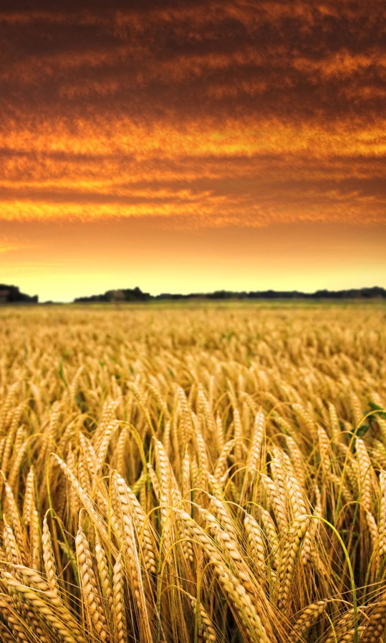 Wheat Field screenshot #1 768x1280