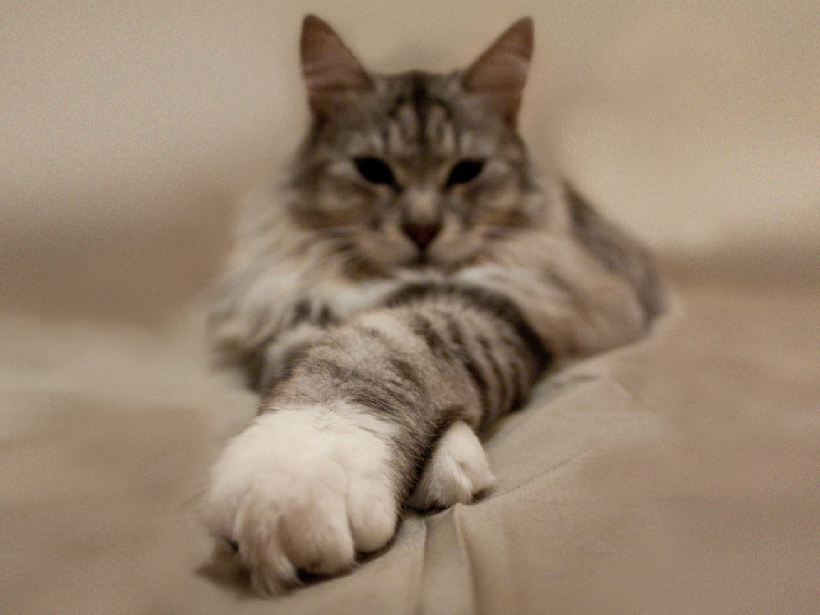 Cat On Bed wallpaper 1152x864