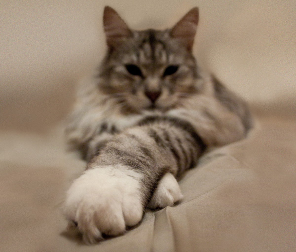 Cat On Bed wallpaper 1200x1024