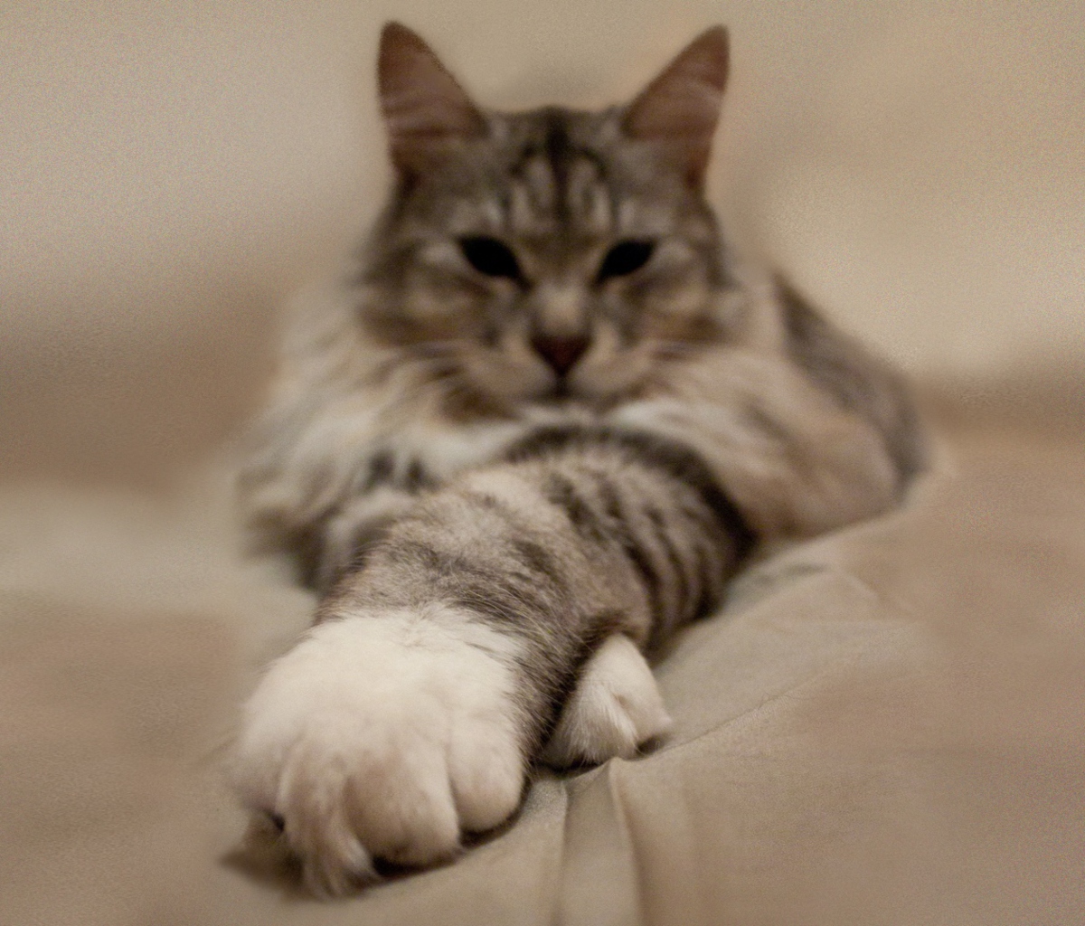 Обои Cat On Bed 1200x1024