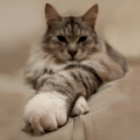 Cat On Bed wallpaper 128x128