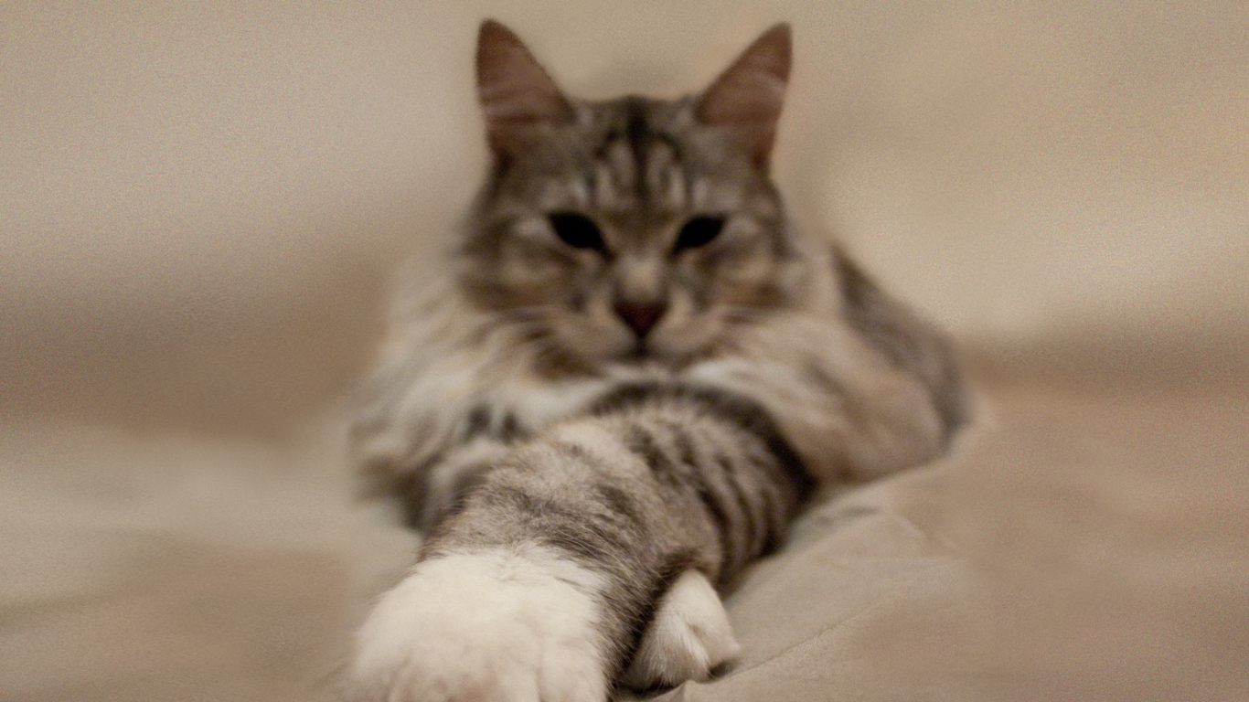 Cat On Bed screenshot #1 1366x768