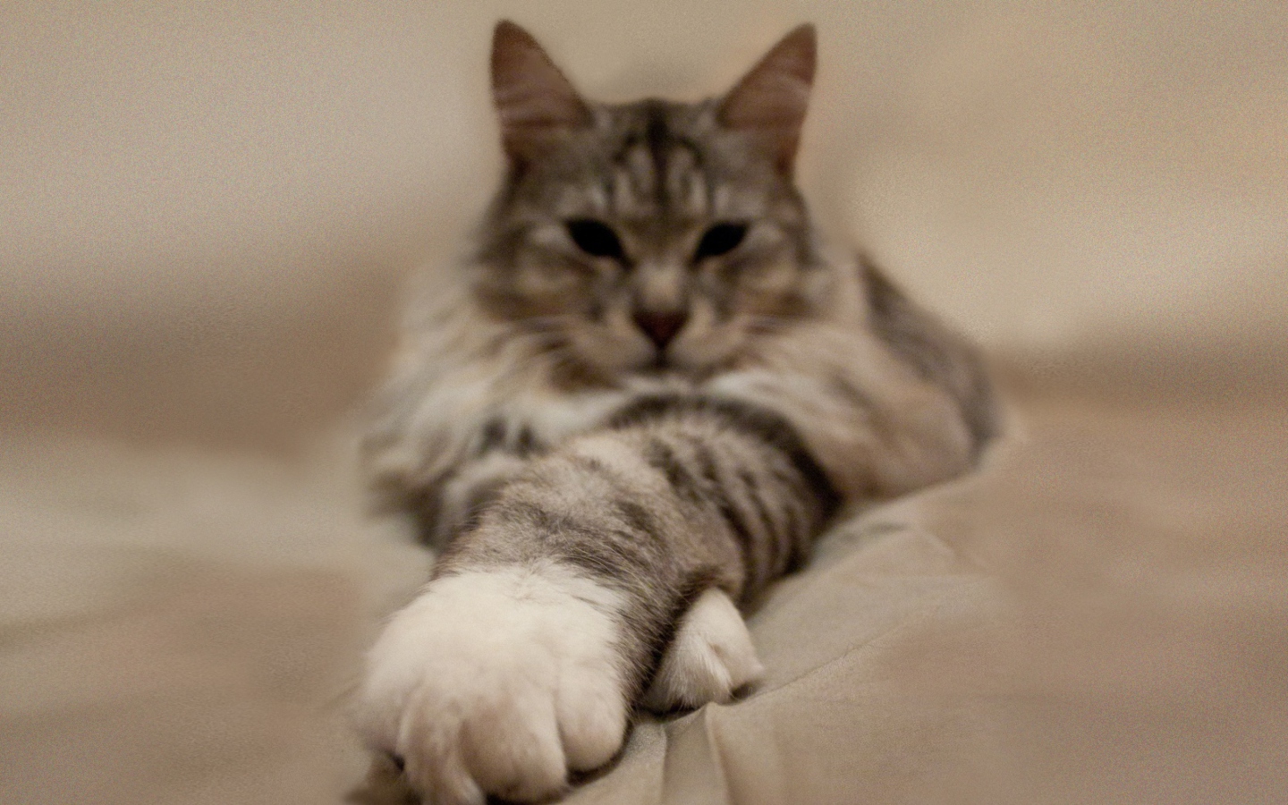 Das Cat On Bed Wallpaper 1440x900