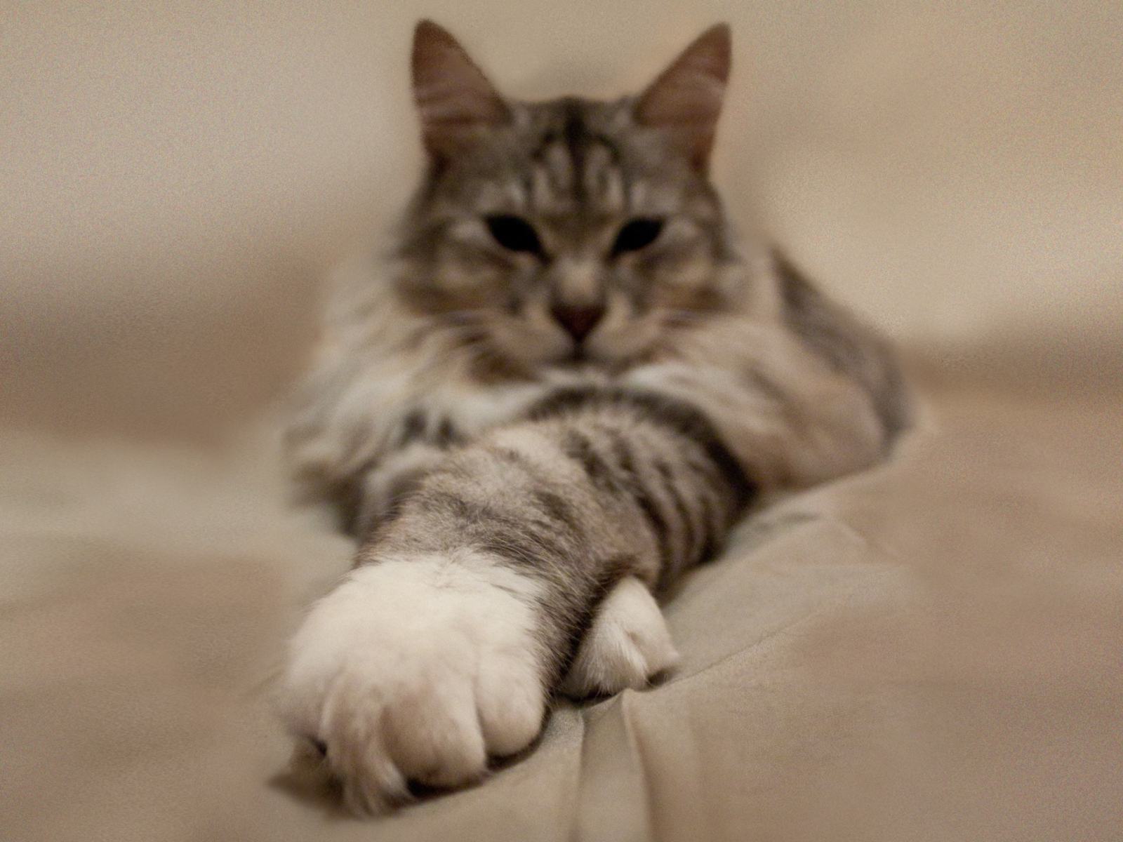 Cat On Bed screenshot #1 1600x1200