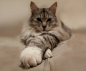 Cat On Bed wallpaper 176x144
