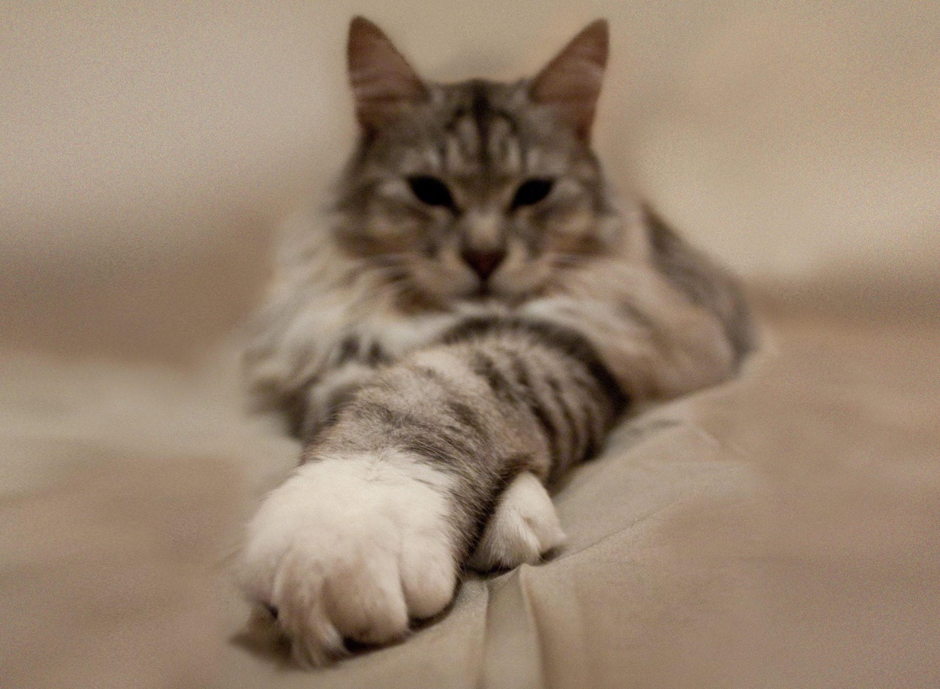 Cat On Bed screenshot #1 1920x1408