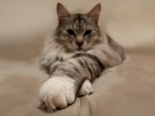 Cat On Bed wallpaper 320x240