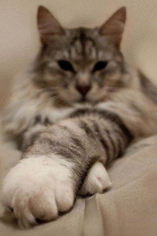 Cat On Bed wallpaper 320x480
