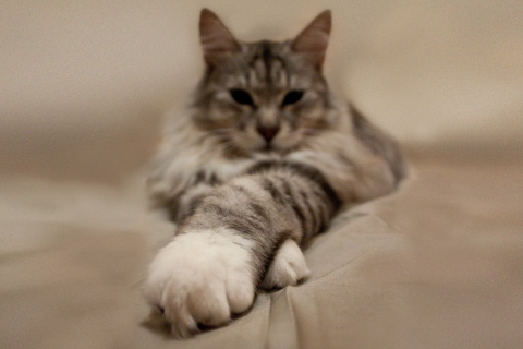 Cat On Bed wallpaper 480x320