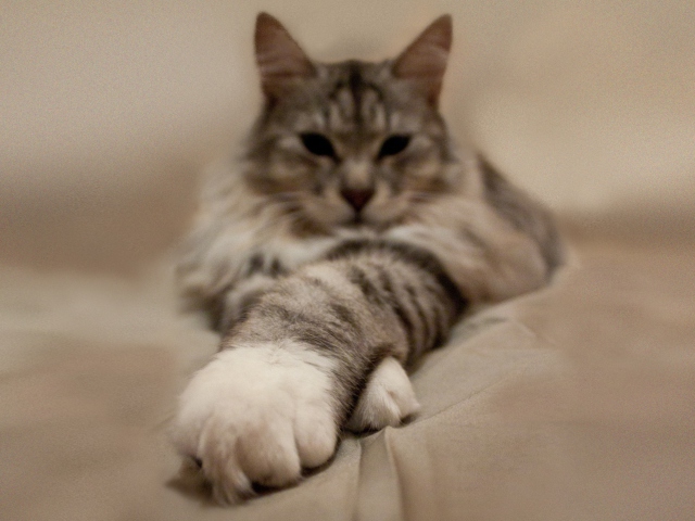 Fondo de pantalla Cat On Bed 640x480