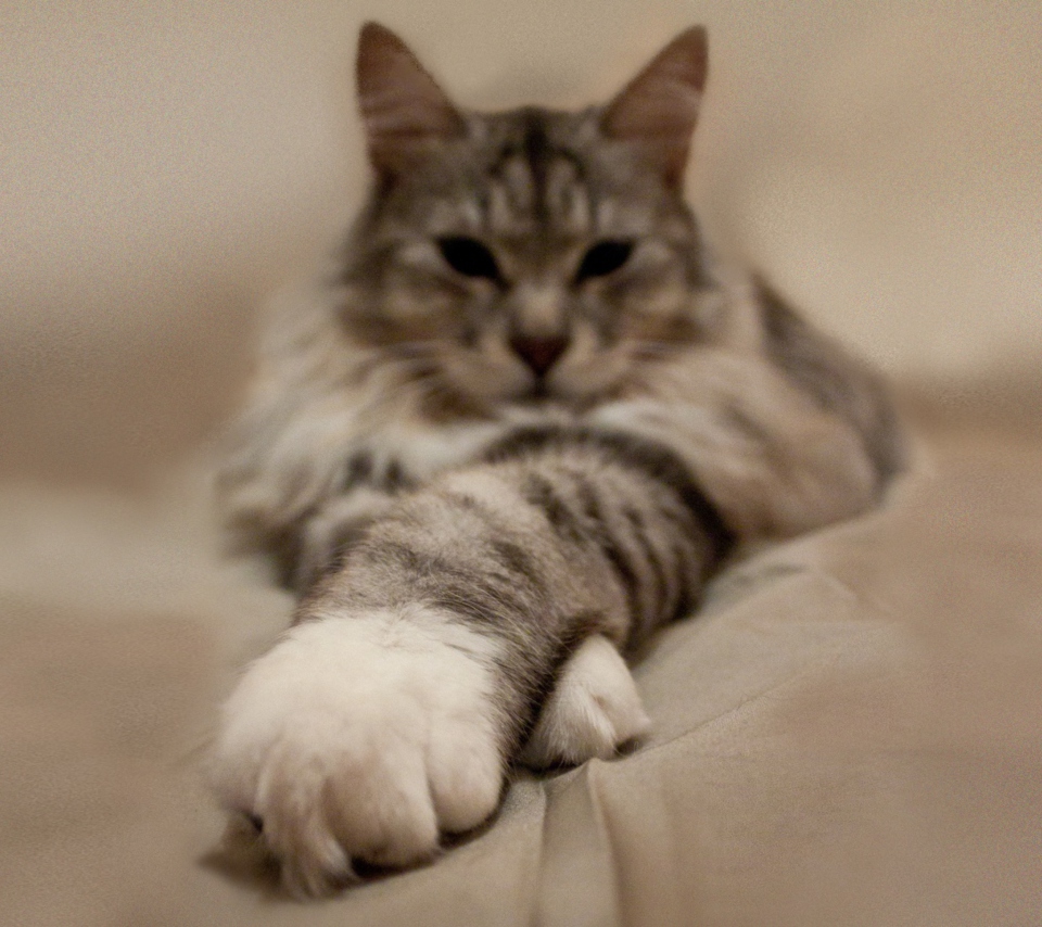 Das Cat On Bed Wallpaper 960x854