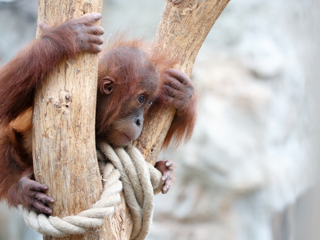 Fondo de pantalla Cute Little Monkey In Zoo 1024x768