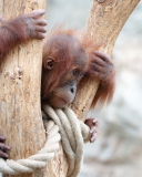 Fondo de pantalla Cute Little Monkey In Zoo 128x160