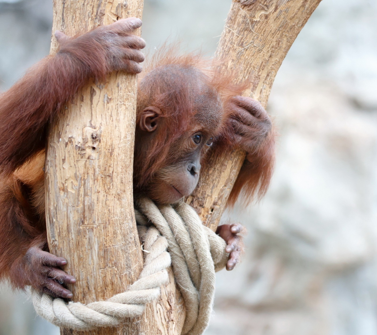 Screenshot №1 pro téma Cute Little Monkey In Zoo 1440x1280