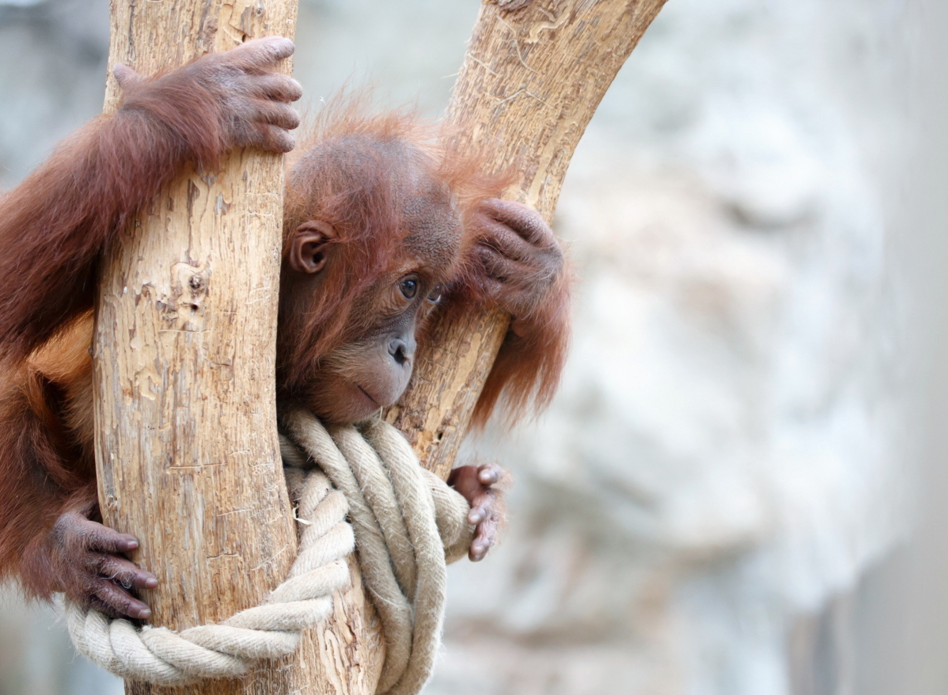 Fondo de pantalla Cute Little Monkey In Zoo 1920x1408