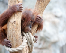 Sfondi Cute Little Monkey In Zoo 220x176